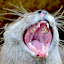 :aaaaa: