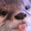 :blep: